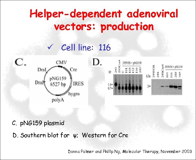 Helper-dependent adenoviral vectors: production Cell line: 116 C. p. NG 159 plasmid D. Southern