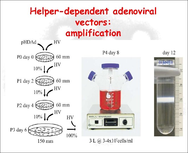 Helper-dependent adenoviral vectors: amplification 