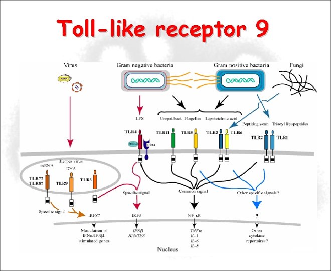 Toll-like receptor 9 