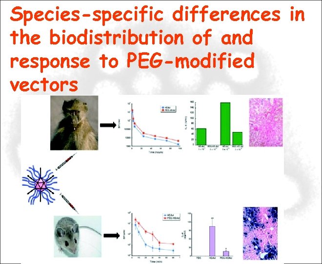 Species-specific differences in the biodistribution of and response to PEG-modified vectors 