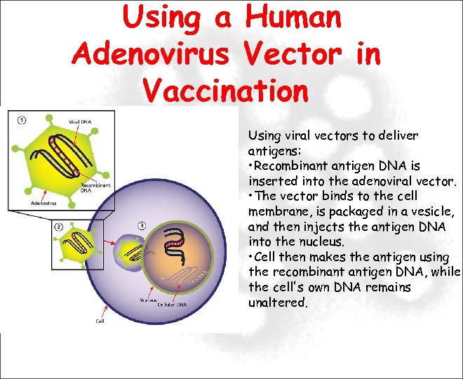 Using a Human Adenovirus Vector in Vaccination Using viral vectors to deliver antigens: •