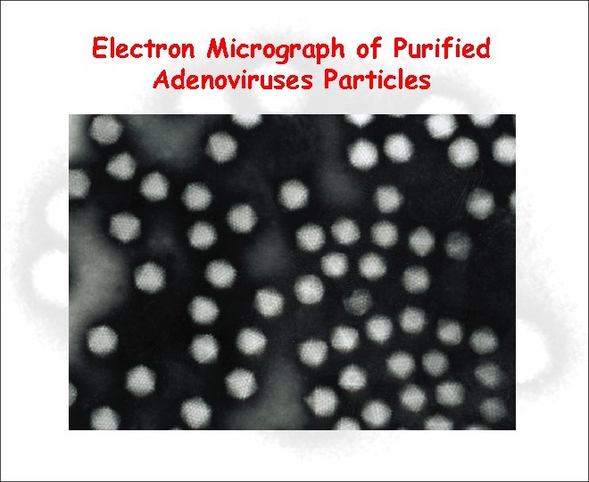 Electron Micrograph of Purified Adenoviruses Particles 