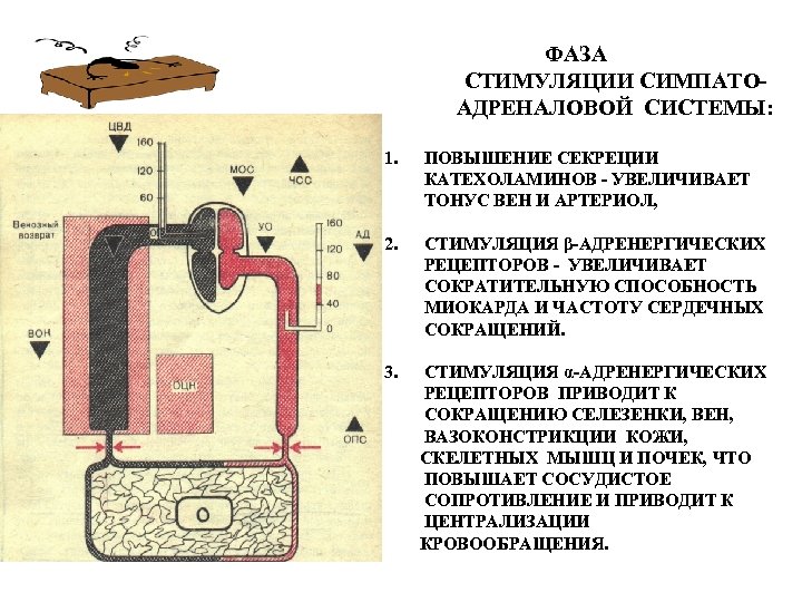 ФАЗА СТИМУЛЯЦИИ СИМПАТОАДРЕНАЛОВОЙ СИСТЕМЫ: 1. ПОВЫШЕНИЕ СЕКРЕЦИИ КАТЕХОЛАМИНОВ - УВЕЛИЧИВАЕТ ТОНУС ВЕН И АРТЕРИОЛ,