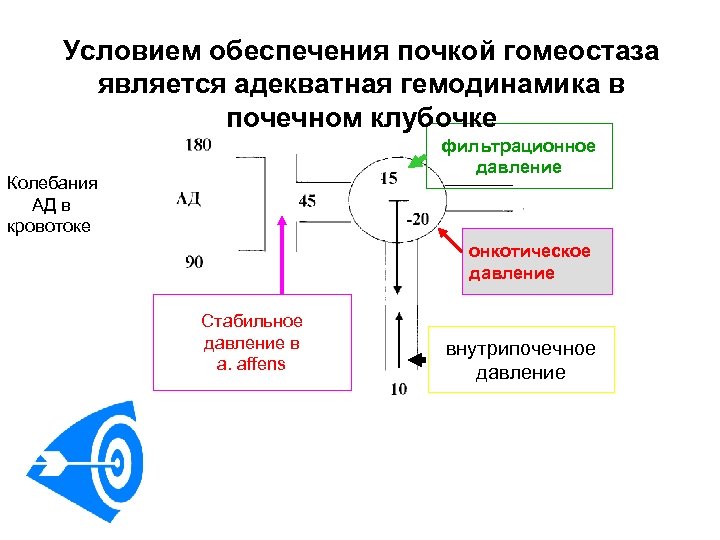 Условием обеспечения почкой гомеостаза является адекватная гемодинамика в почечном клубочке фильтрационное давление Колебания АД