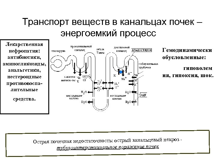  Транспорт веществ в канальцах почек – энергоемкий процесс Лекарственная нефропатия: антибиотики, аминогликозиды, анальгетики,