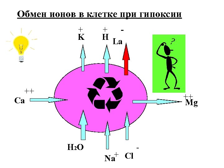 Обмен ионов в клетке при гипоксии + + K H La ++ Ca ++