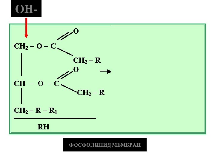 ОН- ФОСФОЛИПИД МЕМБРАН 