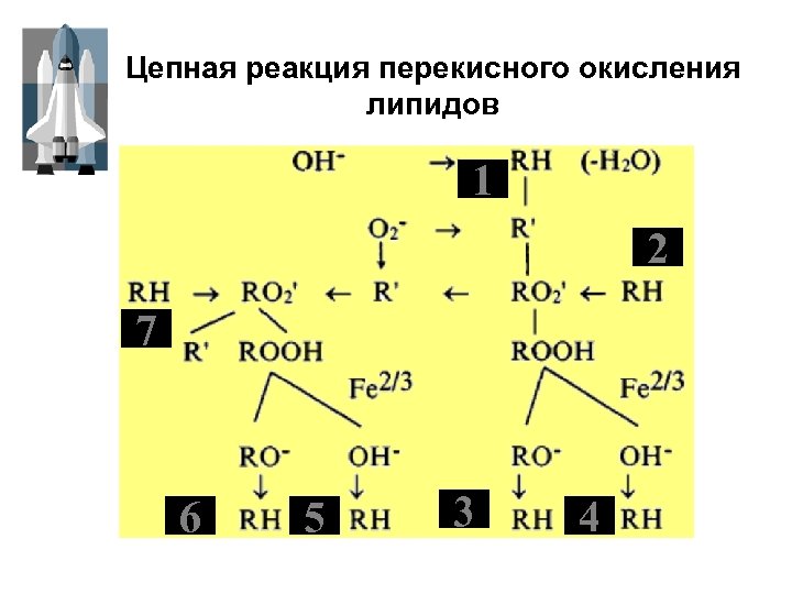 Цепная реакция перекисного окисления липидов 1 2 7 6 5 3 4 