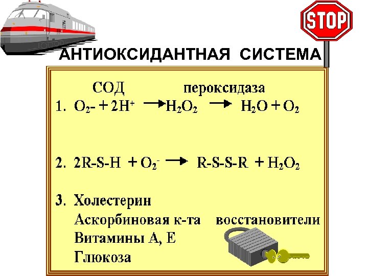 АНТИОКСИДАНТНАЯ СИСТЕМА 