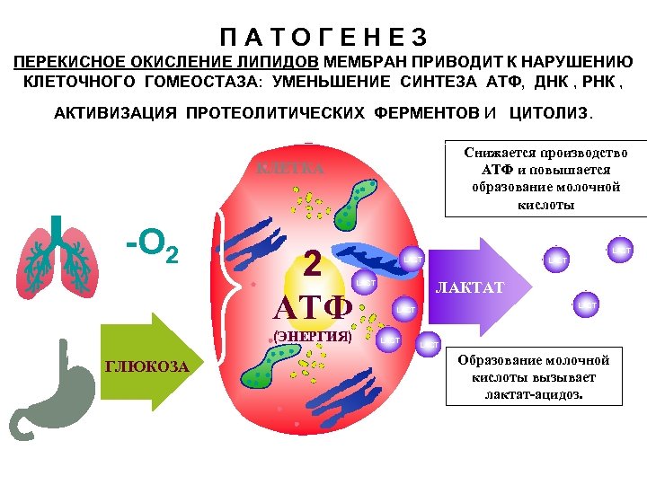 Перекисное окисление липидов картинки