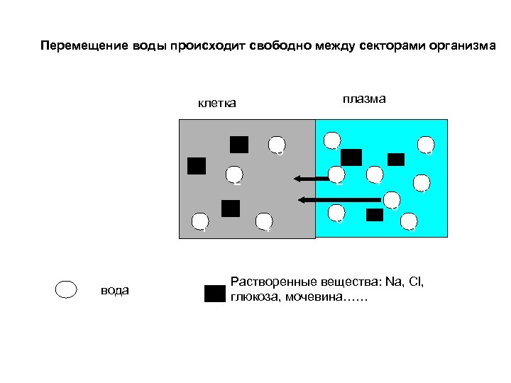 Перемещение воды происходит свободно между секторами организма плазма клетка 3 2 1 вода 1