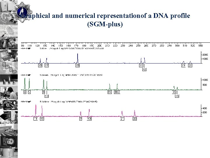 Graphical and numerical representationof a DNA profile (SGM-plus) 