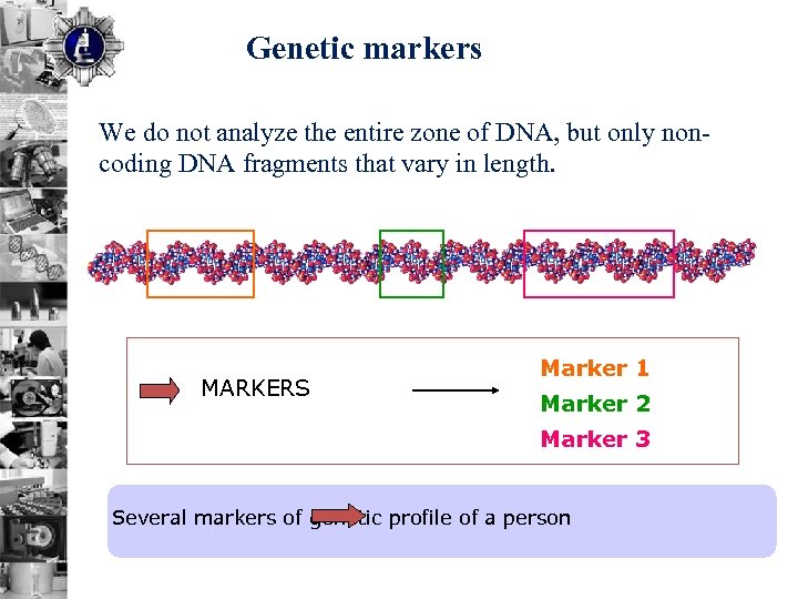 Genetic markers We do not analyze the entire zone of DNA, but only noncoding