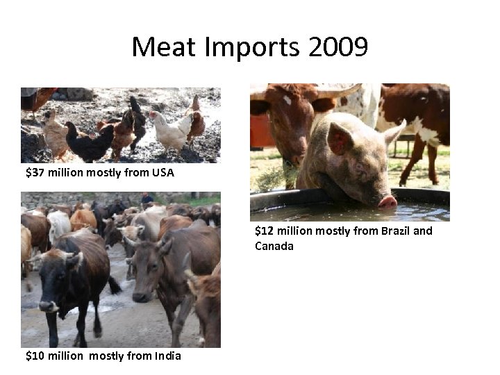Meat Imports 2009 $37 million mostly from USA $12 million mostly from Brazil and