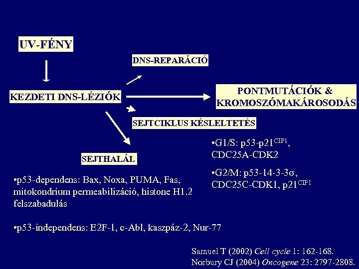 UV-FÉNY DNS-REPARÁCIÓ PONTMUTÁCIÓK & KROMOSZÓMAKÁROSODÁS KEZDETI DNS-LÉZIÓK SEJTCIKLUS KÉSLELTETÉS • G 1/S: p 53