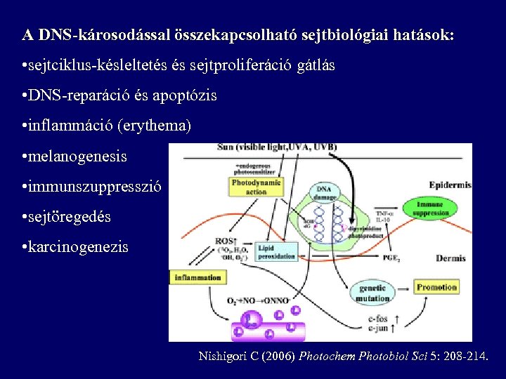 A DNS-károsodással összekapcsolható sejtbiológiai hatások: • sejtciklus-késleltetés és sejtproliferáció gátlás • DNS-reparáció és apoptózis