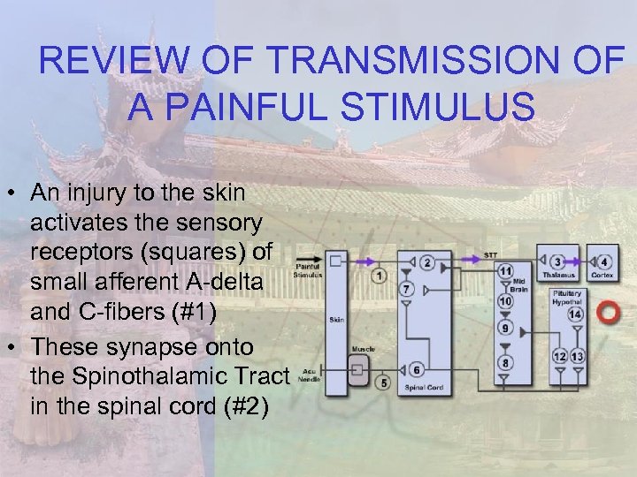 REVIEW OF TRANSMISSION OF A PAINFUL STIMULUS • An injury to the skin activates