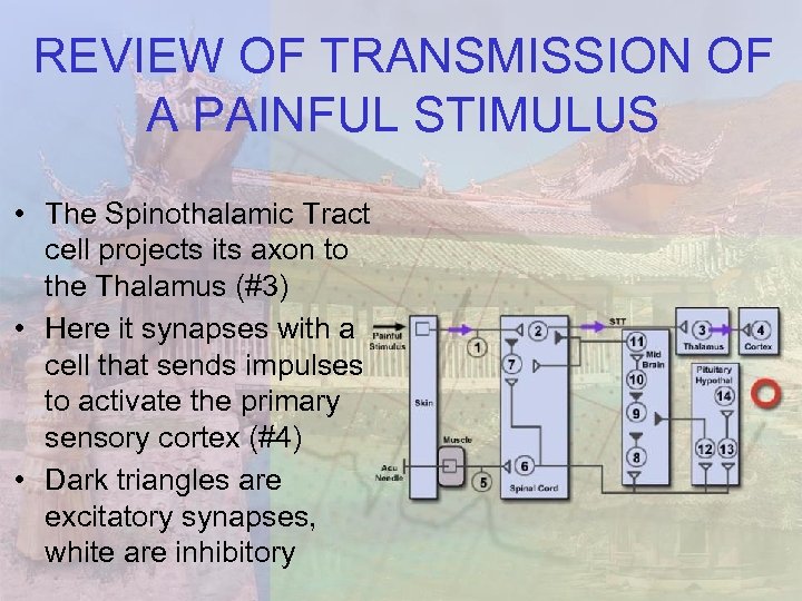 REVIEW OF TRANSMISSION OF A PAINFUL STIMULUS • The Spinothalamic Tract cell projects its