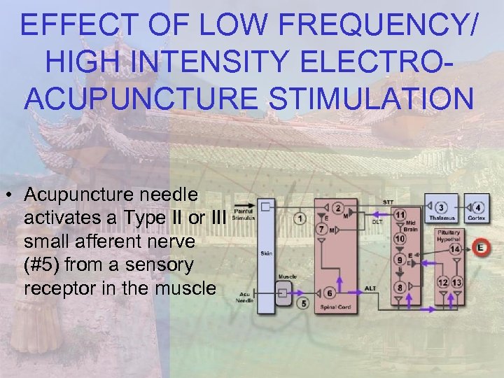 EFFECT OF LOW FREQUENCY/ HIGH INTENSITY ELECTROACUPUNCTURE STIMULATION • Acupuncture needle activates a Type