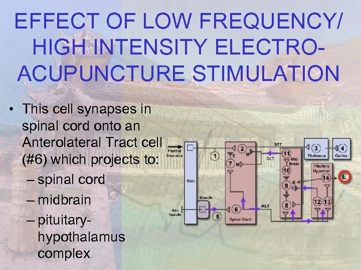 EFFECT OF LOW FREQUENCY/ HIGH INTENSITY ELECTROACUPUNCTURE STIMULATION • This cell synapses in spinal