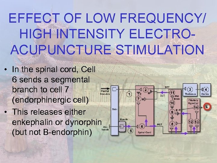 EFFECT OF LOW FREQUENCY/ HIGH INTENSITY ELECTROACUPUNCTURE STIMULATION • In the spinal cord, Cell