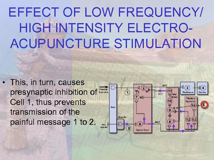 EFFECT OF LOW FREQUENCY/ HIGH INTENSITY ELECTROACUPUNCTURE STIMULATION • This, in turn, causes presynaptic