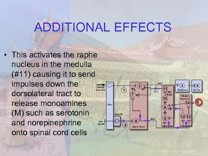 ADDITIONAL EFFECTS • This activates the raphe nucleus in the medulla (#11) causing it