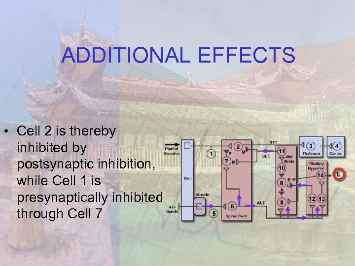 ADDITIONAL EFFECTS • Cell 2 is thereby inhibited by postsynaptic inhibition, while Cell 1