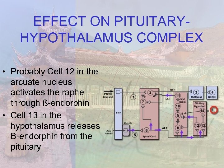 EFFECT ON PITUITARYHYPOTHALAMUS COMPLEX • Probably Cell 12 in the arcuate nucleus activates the