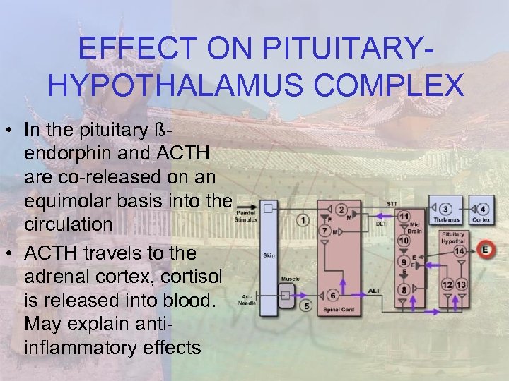 EFFECT ON PITUITARYHYPOTHALAMUS COMPLEX • In the pituitary ßendorphin and ACTH are co-released on