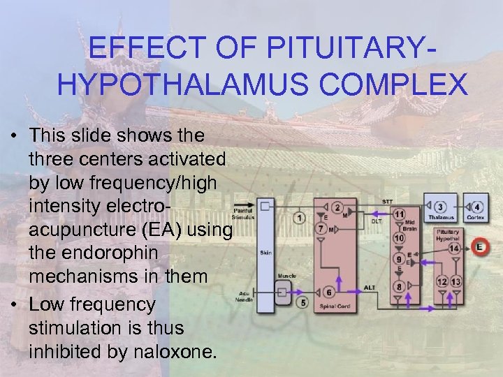 EFFECT OF PITUITARYHYPOTHALAMUS COMPLEX • This slide shows the three centers activated by low