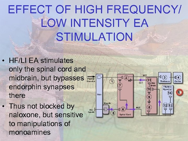EFFECT OF HIGH FREQUENCY/ LOW INTENSITY EA STIMULATION • HF/LI EA stimulates only the