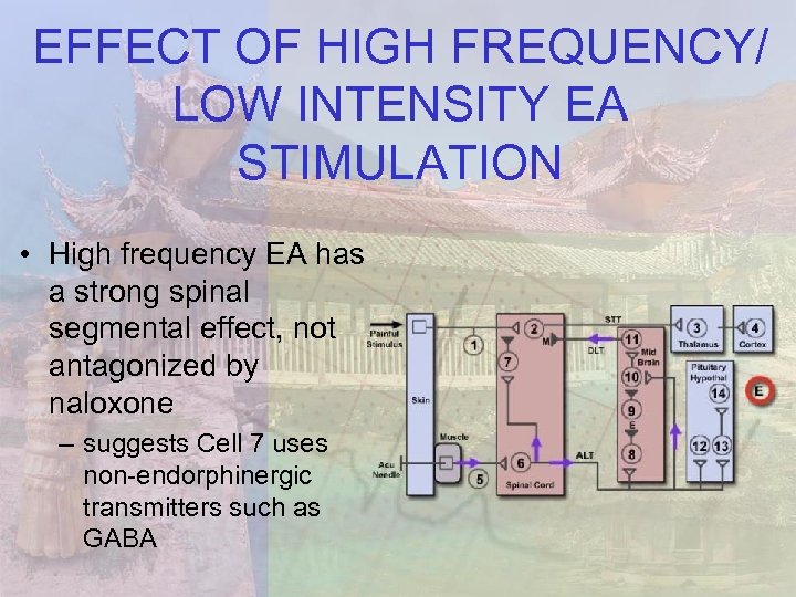 EFFECT OF HIGH FREQUENCY/ LOW INTENSITY EA STIMULATION • High frequency EA has a