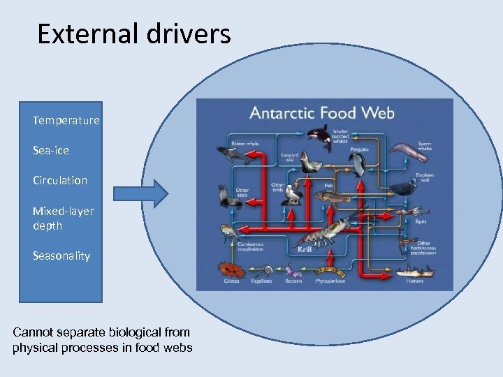External drivers Temperature Sea-ice Circulation Mixed-layer depth Seasonality Cannot separate biological from physical processes