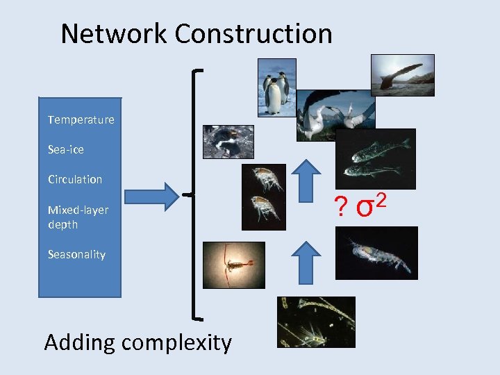 Network Construction Temperature Sea-ice Circulation Mixed-layer depth Seasonality Adding complexity ? σ2 