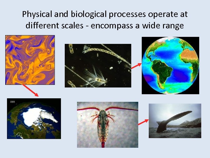Physical and biological processes operate at different scales - encompass a wide range 