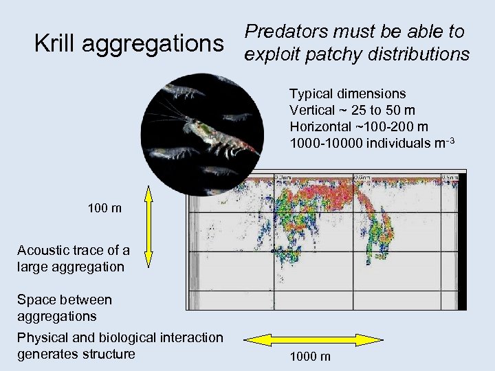 Krill aggregations Predators must be able to exploit patchy distributions Typical dimensions Vertical ~