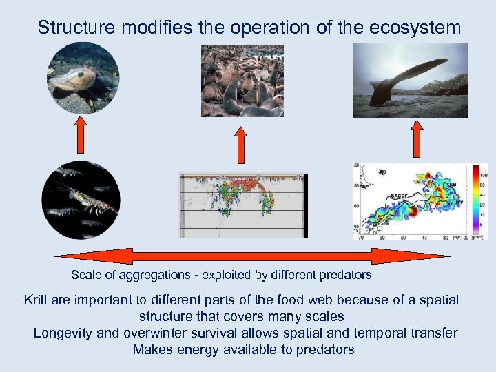 Structure modifies the operation of the ecosystem Scale of aggregations - exploited by different