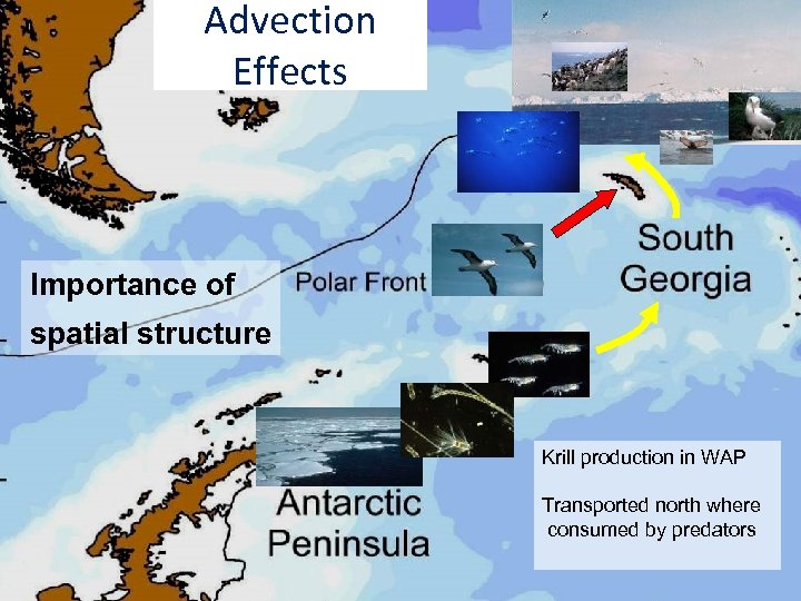 Advection Effects Importance of spatial structure Krill production in WAP Transported north where consumed