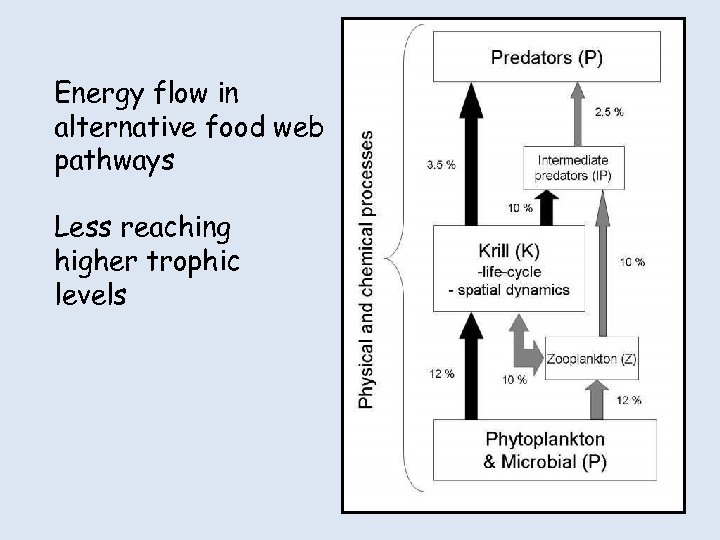 Energy flow in alternative food web pathways Less reaching higher trophic levels 