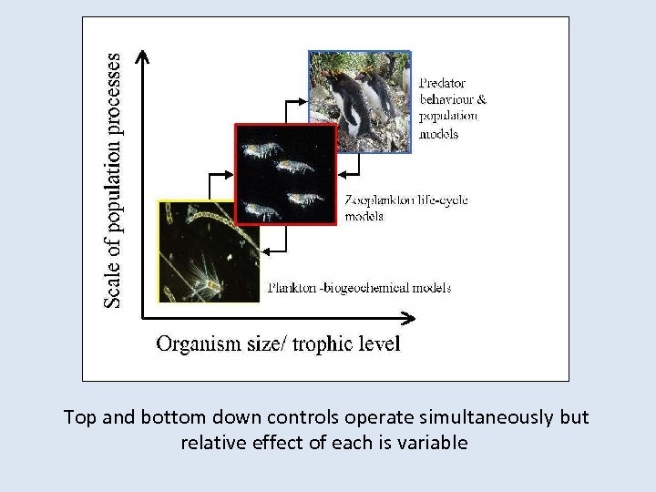 Top and bottom down controls operate simultaneously but relative effect of each is variable