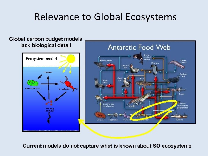 Relevance to Global Ecosystems Global carbon budget models lack biological detail Current models do