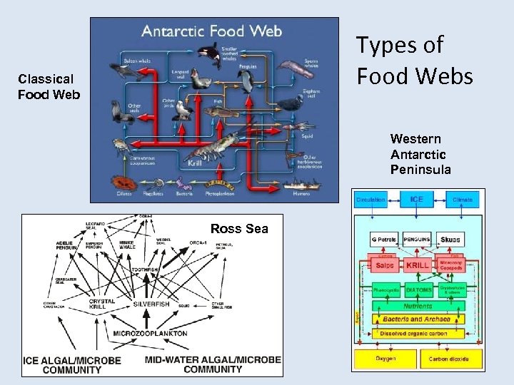 Types of Food Webs Classical Food Web Western Antarctic Peninsula Ross Sea 