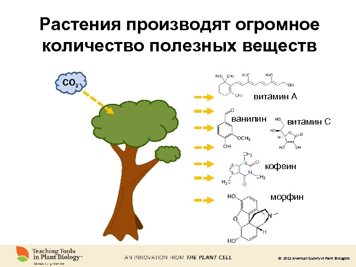 Растения производят огромное количество полезных веществ CO 2 витамин A ванилин витамин C кофеин