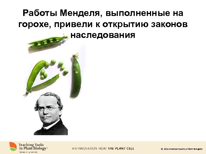 Работы Менделя, выполненные на горохе, привели к открытию законов наследования © 2013 American Society