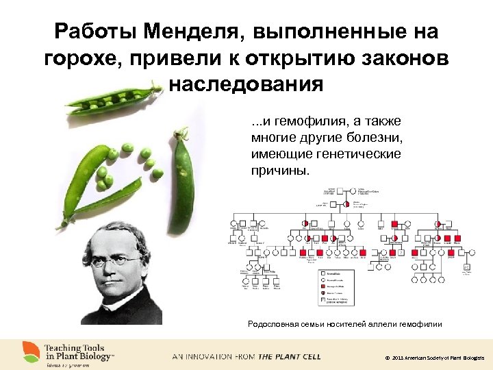 Работы Менделя, выполненные на горохе, привели к открытию законов наследования. . . и гемофилия,