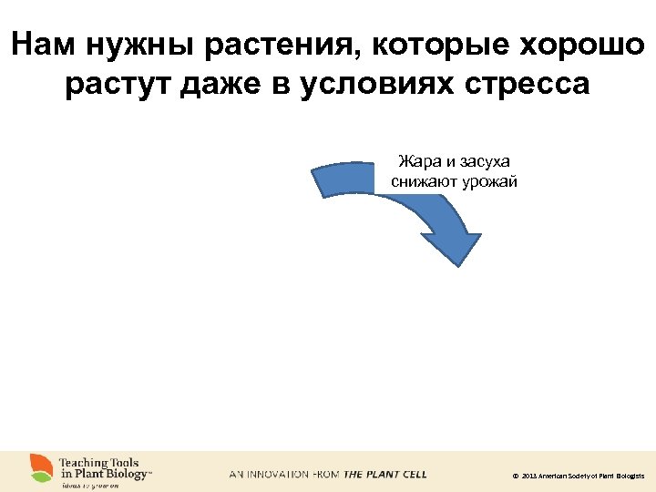 Нам нужны растения, которые хорошо растут даже в условиях стресса Жара и засуха снижают