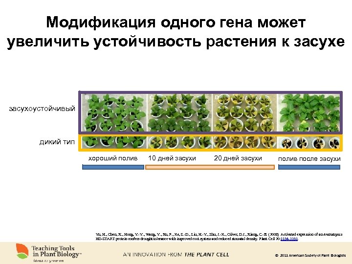 Модификация одного гена может увеличить устойчивость растения к засухе засухоустойчивый дикий тип хороший полив