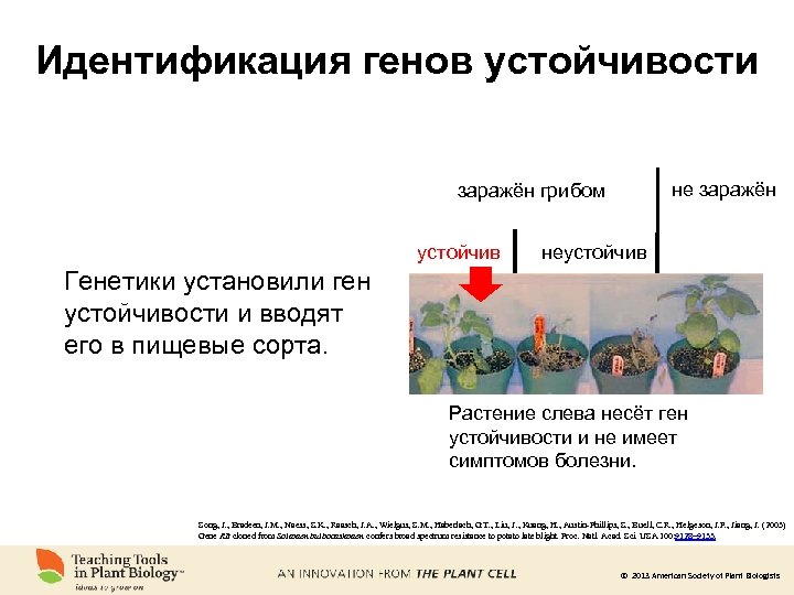 Идентификация генов устойчивости не заражён грибом устойчив неустойчив Генетики установили ген устойчивости и вводят