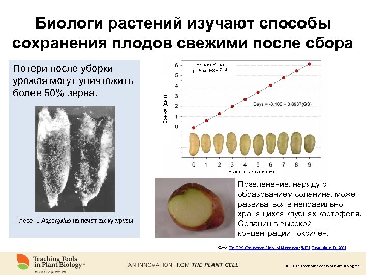 Биологи растений изучают способы сохранения плодов свежими после сбора Белая Роза (6. 8 мк.